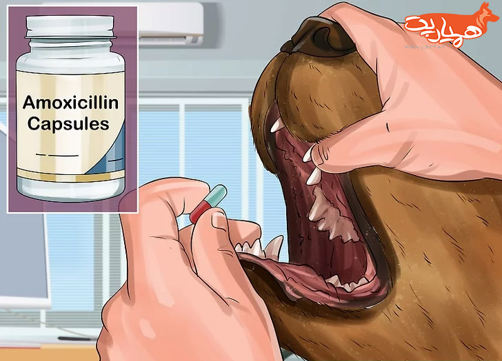 مصرف قرص آموکسی سیلین در سگ ها