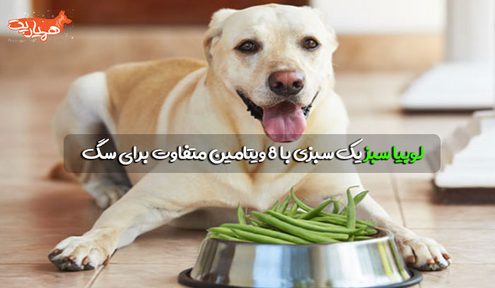 لوبیا سبز خوردن سگ 