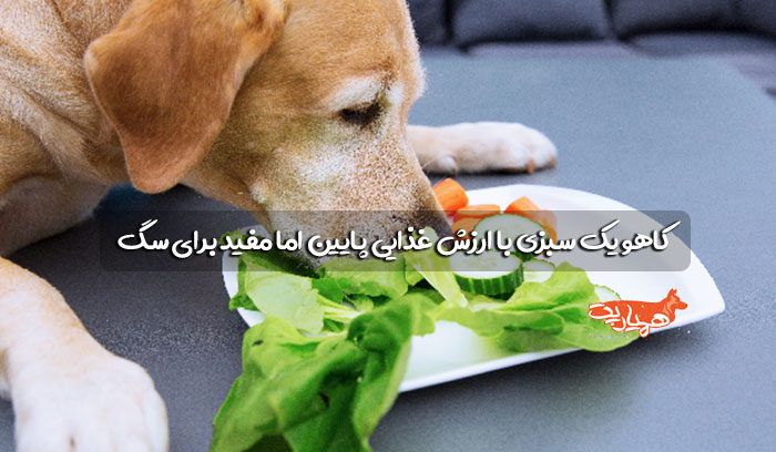 کاهو در رژیم غذایی سگ ها