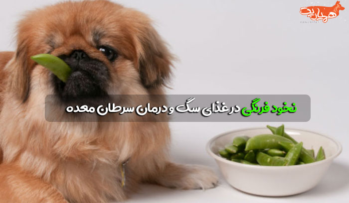 نخود سبز خوردن سگ ها 