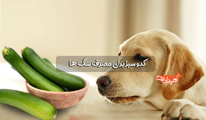 کدو سبز برای مصرف سگ ها 