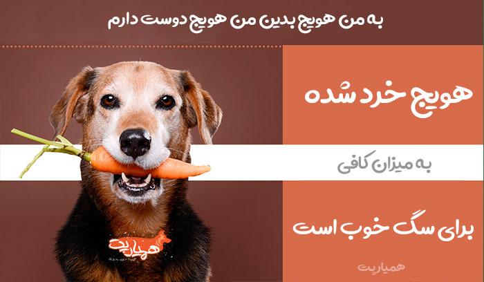 خوردن هویج توسط سگ ها