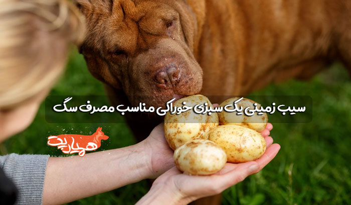 خوردن سیب زمینی توسط سگ 