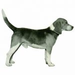 تاریخچه سگ beagle 2