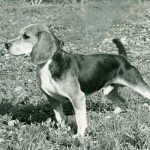 تاریخچه سگ beagle 1