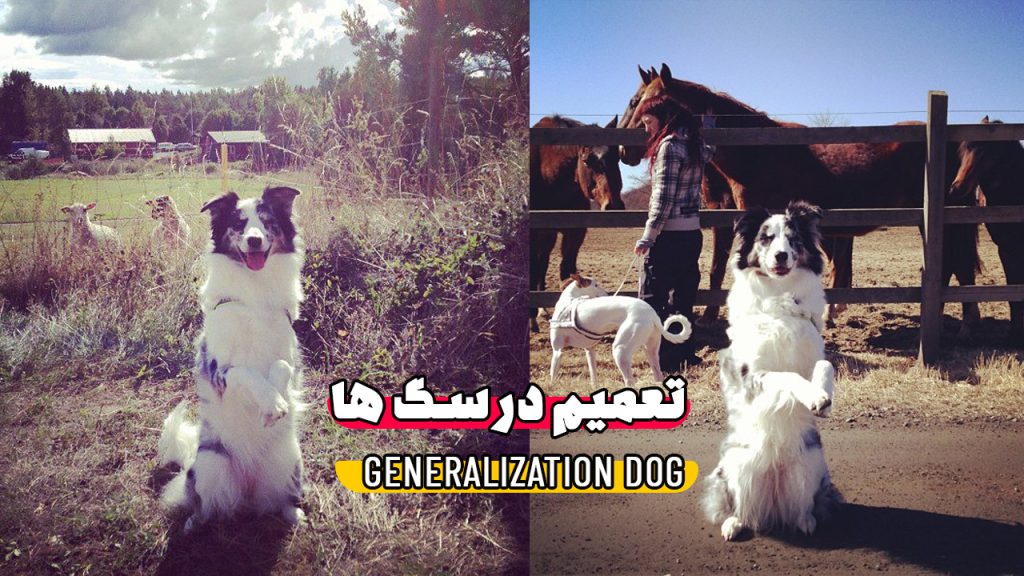 تعیم یا generalization در سگ ها چگونه است؟