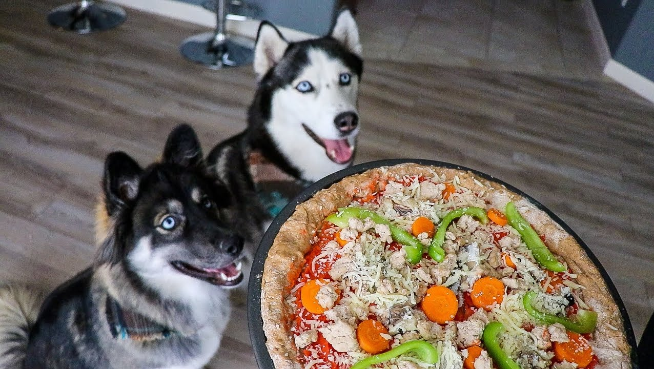 چگونه پیتزا برای سگ ها درست کنیم؟