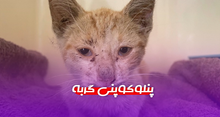 بیماری پنلوکوپنی گربه ; علل ، درمان و نحوه انتقال