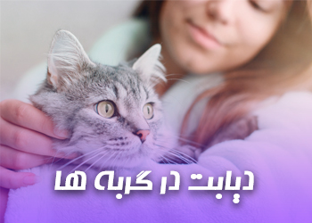 دیابت ملیتوس در گربه ها ، علل و راه های درمان خانگی