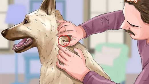 درمان کنه سگ ها
