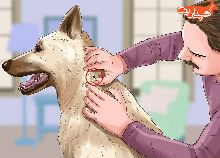 درمان کنه سگ ها