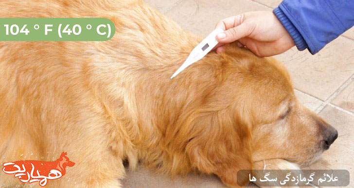 علائم گرمازدگی و نشانه های کم آبی سگ | درمان گرمازدگی سگ