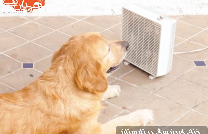 آموزش خنک کردن سگ در تابستان جهت جلوگیری از گرمازدگی