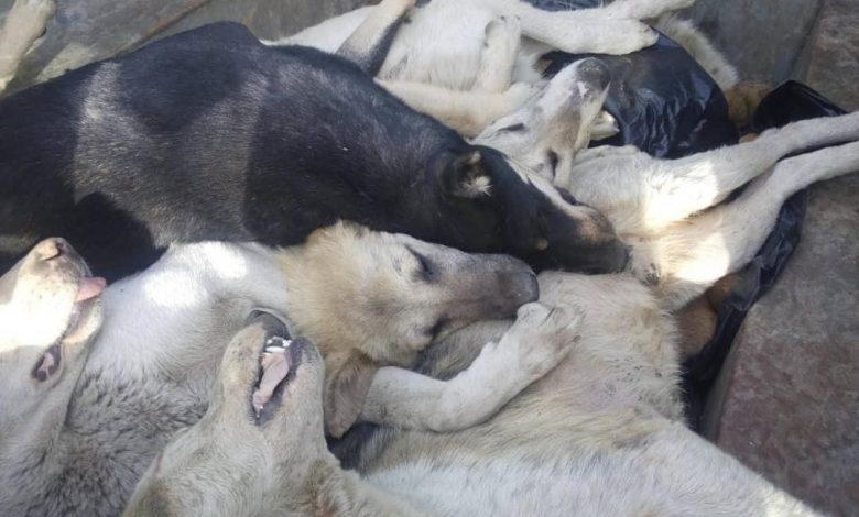 کشتار بی رحمانه سگ ها با تزریق اسید در کهریزک + فیلم و عکس