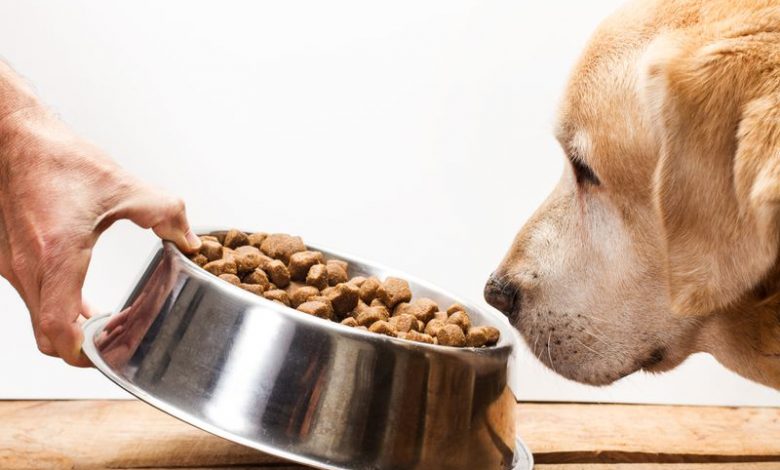 چگونه بهترین غذای سگ را انتخاب کنیم؟