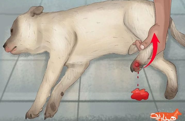 چگونه جلوی خونریزی سگ را بگیریم ؟