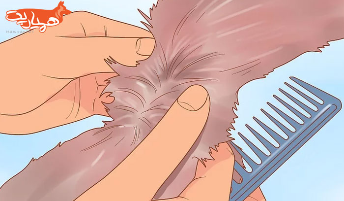 روش صحیح برس کشیدن موهای گوله شده سگ و گربه