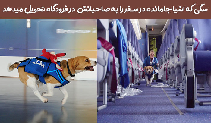 استخدام یک سگ در شرکت هواپیمایی KLM