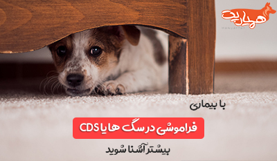 فراموشی در سگ ها یا سندرم عملکرد شناختی سگ (CDS)