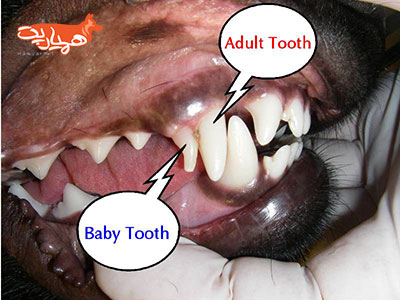 تشخیص سن سگ از روی دندان