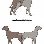 فحلی و جفت گیری سگ ها