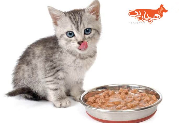اصول تغذیه گربه ها + دانلود جدول