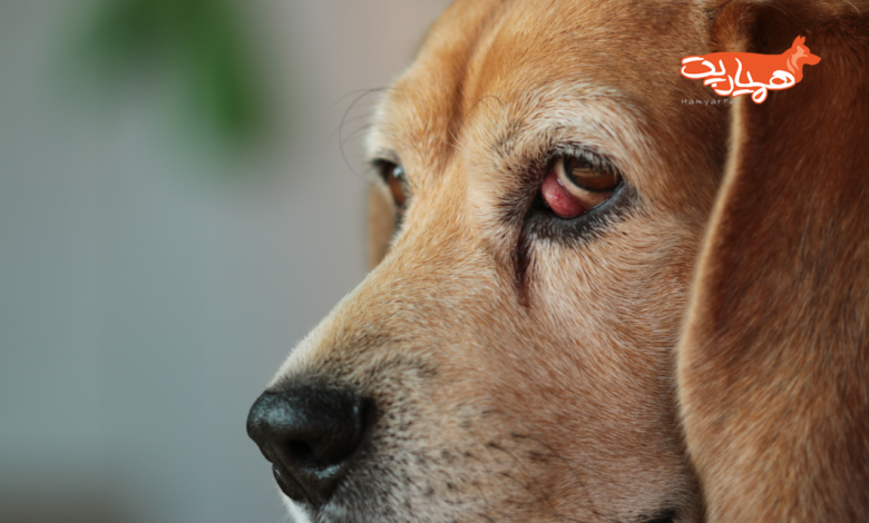 بیماری چشم گیلاسی در سگ ها چیست؟ علائم و درمان