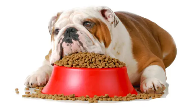 تاثیر نوع تغذیه در چاقی سگ چقدر است؟