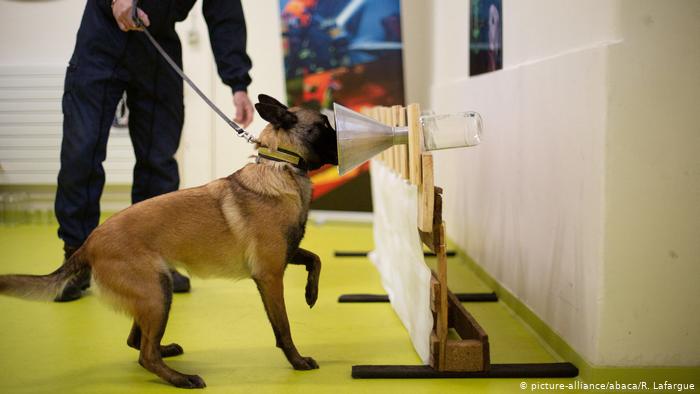 اولین تحقیقات بدست آمده از آموزش سگ های تشخیص کرونا