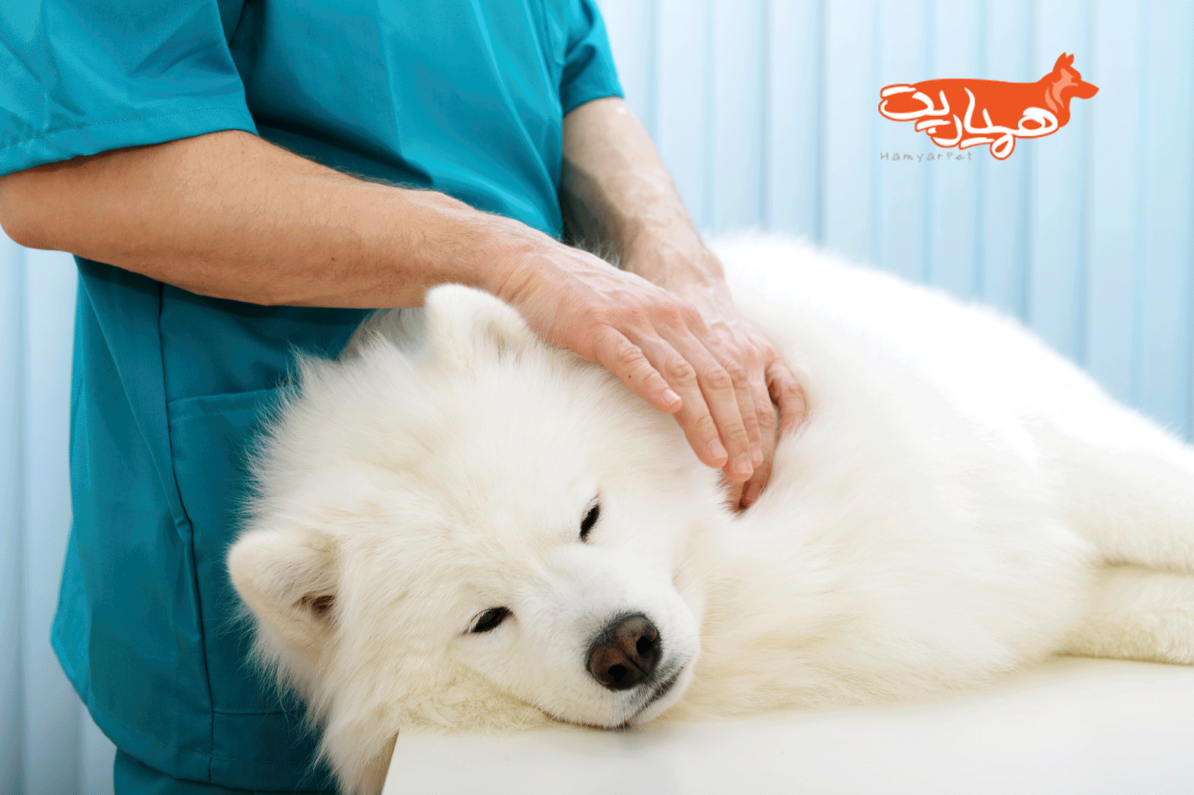 بیماری خطرناک عفونت رحم (پیومتر) در سگ ها + علل و درمان