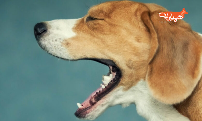 علت سرفه در سگها چیست؟ و چقدر میتواند خطرناک باشد؟