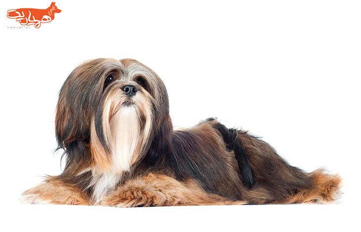 اطلاعات کامل نژاد سگ لهاسا آپسو ⭐⭐⭐