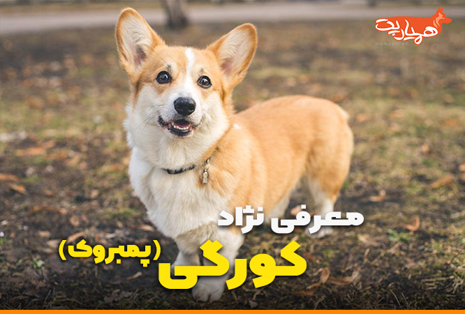 قیمت و مشخصات سگ نژاد ولش کورگی پمبروک