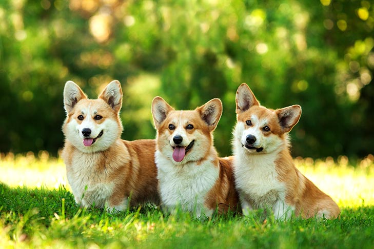 سه سگ کورگی خندان در کنار همدیگر ب روی چمنزار
