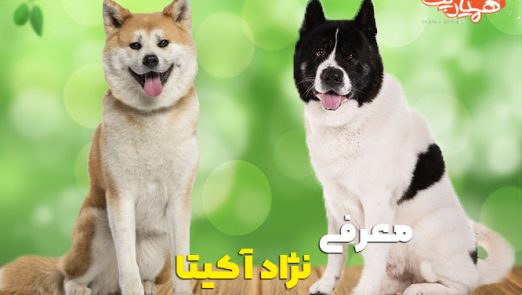 معرفی اختصاصی نژاد آکیتا آمریکایی و ژاپنی