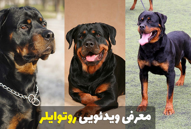 مشخصات کامل، قیمت و خرید نژاد سگ روتوایلر