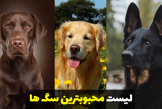 محبوب ترین نژادهای سگ + لیست کامل رتبه بندی