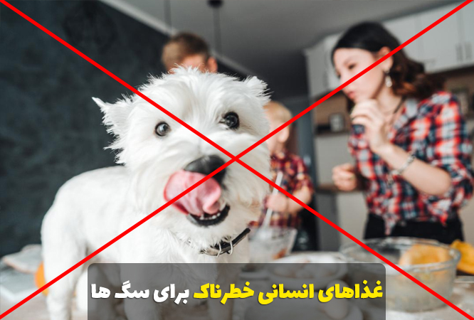 غذاهای انسانی خطرناک برای سگ ها