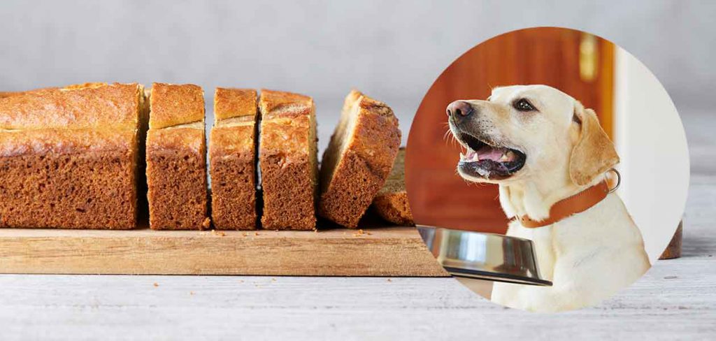 سگ ها میتوانند نان بخورند