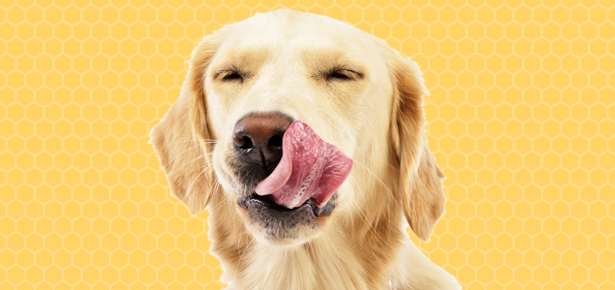 عسل برای سگ ها مفید است