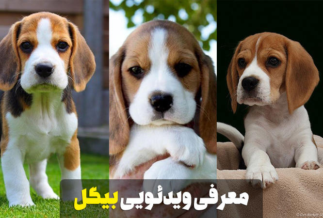 معرفی ویدئویی نژاد سگ بیگل (Beagle)