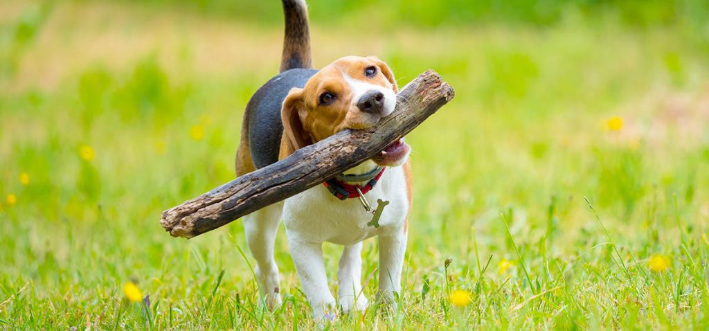 چرا سگ ها چوب میخورند