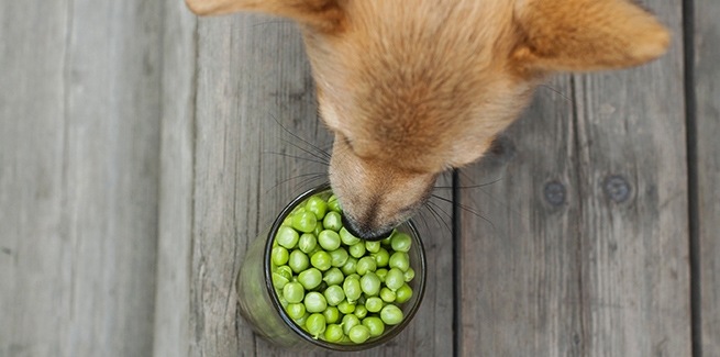 خوردن نخود فرنگی در سگ ها