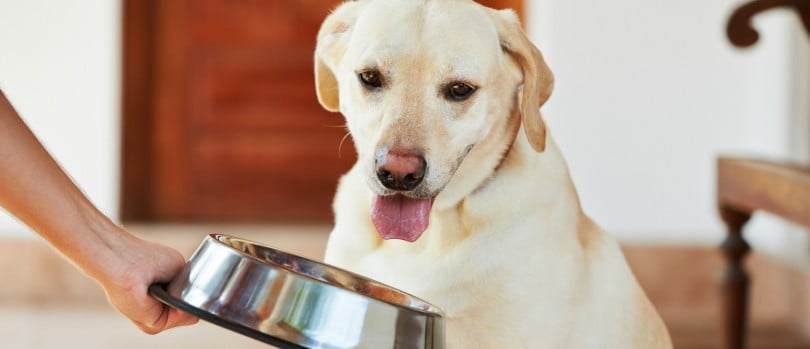 غذا دادن به یک سگ در ظرف استیل