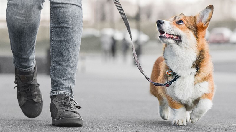 پیاده روی برای رفع اضطراب سگ