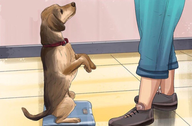 بالا رفتن اضطراب سگ در کلینیک دامپزشکی