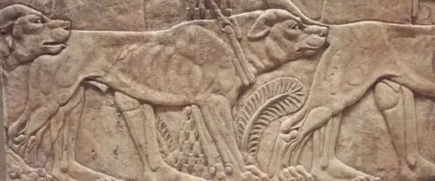 طرحی از سگ‌‌های سرابی در کتیبه‌‌های باستانی که نشان می‌دهد این سگ‌‌ها از زمان هخامنشیان در میان مردم محبوب بوده اند