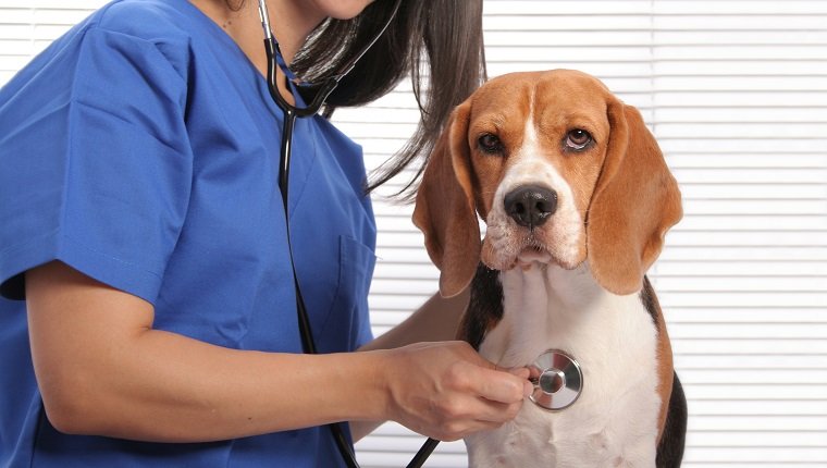 معاینه یک سگ بیگل توسط دامپزشک