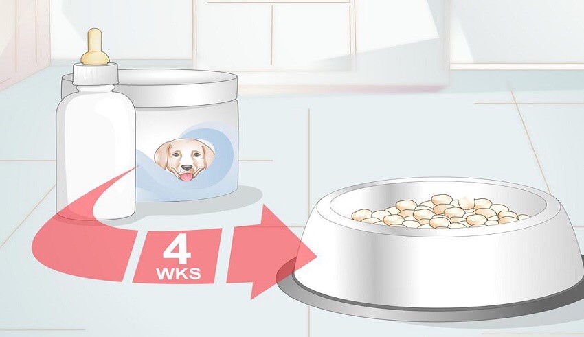 اصول تغذیه سگ های سرابی