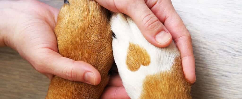 پنجه های کوچولو سگ های خانگی در دستان انسان